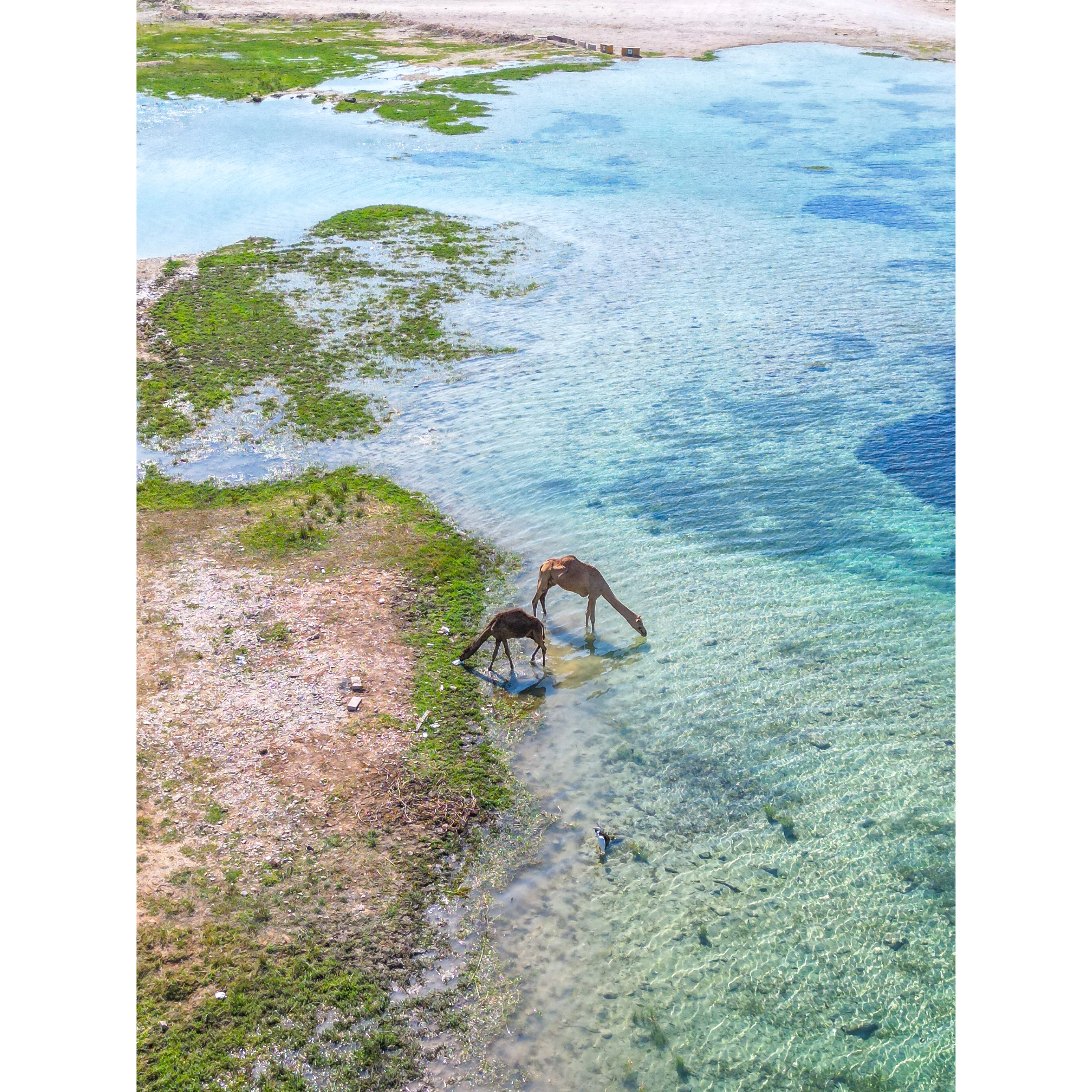 Salalah Fotoğraf Baskı 01